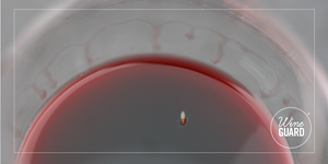 a fruit fly in red wine