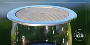 Fruit Fly on a wineguard wine glass lid